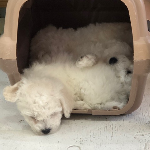 ӥե꡼ ̾ Ҹ ²罸 bichonfrisepuppy μҲ եȥҥå bichonfrise #ӥե꡼ #̾ #Ҹ #²罸 #bichonfrisepuppy #μҲ #եȥҥå #bichonfrise _ 34.jpg