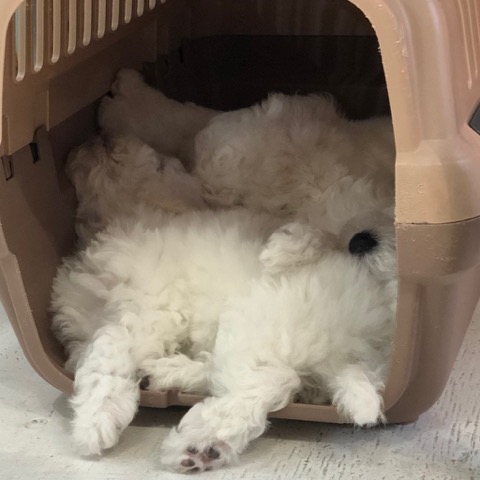 ӥե꡼ ̾ Ҹ ²罸 bichonfrisepuppy μҲ եȥҥå bichonfrise #ӥե꡼ #̾ #Ҹ #²罸 #bichonfrisepuppy #μҲ #եȥҥå #bichonfrise _ 35.jpg