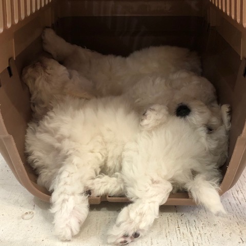 ӥե꡼ ̾ Ҹ ²罸 bichonfrisepuppy μҲ եȥҥå bichonfrise #ӥե꡼ #̾ #Ҹ #²罸 #bichonfrisepuppy #μҲ #եȥҥå #bichonfrise _ 36.jpg