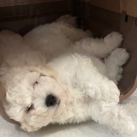 ¥Ó¥·¥ç¥ó¥Õ¥ê¡¼¥¼ ¤³¤¤¤Ì¾ðÊó »Ò¸¤¾ðÊó ²È²Êç½¸Ãæ bichonfrisepuppy ¸¤¤Î¼Ò²ñ²½ ¥Õ¥ó¥È¥Ò¥å¥Ã¥Æ bichonfrise #¥Ó¥·¥ç¥ó¥Õ¥ê¡¼¥¼ #¤³¤¤¤Ì¾ðÊó #»Ò¸¤¾ðÊó #²È²Êç½¸Ãæ #bichonfrisepuppy #¸¤¤Î¼Ò²ñ²½ #¥Õ¥ó¥È¥Ò¥å¥Ã¥Æ #bichonfrise _ 37.jpg