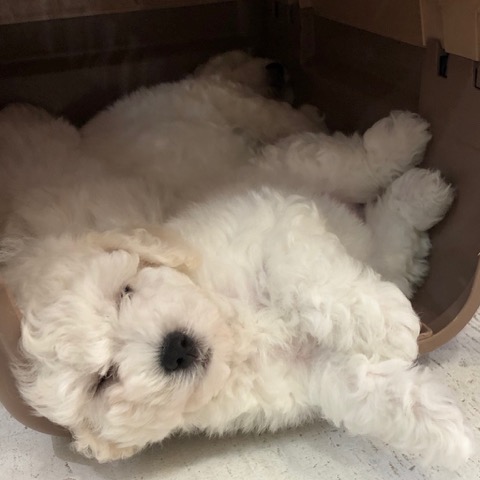 ӥե꡼ ̾ Ҹ ²罸 bichonfrisepuppy μҲ եȥҥå bichonfrise #ӥե꡼ #̾ #Ҹ #²罸 #bichonfrisepuppy #μҲ #եȥҥå #bichonfrise _ 37.jpg