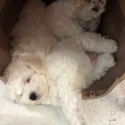 ¥Ó¥·¥ç¥ó¥Õ¥ê¡¼¥¼ ¤³¤¤¤Ì¾ðÊó »Ò¸¤¾ðÊó ²È²Êç½¸Ãæ bichonfrisepuppy ¸¤¤Î¼Ò²ñ²½ ¥Õ¥ó¥È¥Ò¥å¥Ã¥Æ bichonfrise #¥Ó¥·¥ç¥ó¥Õ¥ê¡¼¥¼ #¤³¤¤¤Ì¾ðÊó #»Ò¸¤¾ðÊó #²È²Êç½¸Ãæ #bichonfrisepuppy #¸¤¤Î¼Ò²ñ²½ #¥Õ¥ó¥È¥Ò¥å¥Ã¥Æ #bichonfrise _ 39.jpg