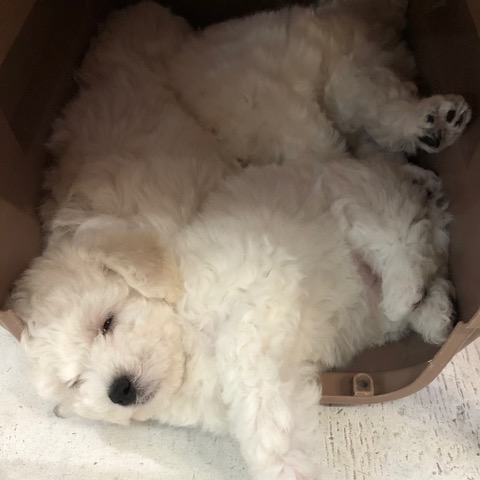 ¥Ó¥·¥ç¥ó¥Õ¥ê¡¼¥¼ ¤³¤¤¤Ì¾ðÊó »Ò¸¤¾ðÊó ²È²Êç½¸Ãæ bichonfrisepuppy ¸¤¤Î¼Ò²ñ²½ ¥Õ¥ó¥È¥Ò¥å¥Ã¥Æ bichonfrise #¥Ó¥·¥ç¥ó¥Õ¥ê¡¼¥¼ #¤³¤¤¤Ì¾ðÊó #»Ò¸¤¾ðÊó #²È²Êç½¸Ãæ #bichonfrisepuppy #¸¤¤Î¼Ò²ñ²½ #¥Õ¥ó¥È¥Ò¥å¥Ã¥Æ #bichonfrise _ 40.jpg