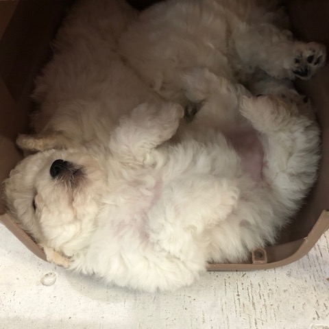 ¥Ó¥·¥ç¥ó¥Õ¥ê¡¼¥¼ ¤³¤¤¤Ì¾ðÊó »Ò¸¤¾ðÊó ²È²Êç½¸Ãæ bichonfrisepuppy ¸¤¤Î¼Ò²ñ²½ ¥Õ¥ó¥È¥Ò¥å¥Ã¥Æ bichonfrise #¥Ó¥·¥ç¥ó¥Õ¥ê¡¼¥¼ #¤³¤¤¤Ì¾ðÊó #»Ò¸¤¾ðÊó #²È²Êç½¸Ãæ #bichonfrisepuppy #¸¤¤Î¼Ò²ñ²½ #¥Õ¥ó¥È¥Ò¥å¥Ã¥Æ #bichonfrise _ 41.jpg