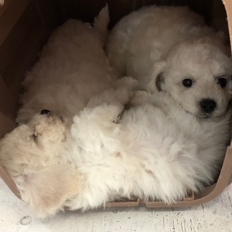 ¥Ó¥·¥ç¥ó¥Õ¥ê¡¼¥¼ ¤³¤¤¤Ì¾ðÊó »Ò¸¤¾ðÊó ²È²Êç½¸Ãæ bichonfrisepuppy ¸¤¤Î¼Ò²ñ²½ ¥Õ¥ó¥È¥Ò¥å¥Ã¥Æ bichonfrise #¥Ó¥·¥ç¥ó¥Õ¥ê¡¼¥¼ #¤³¤¤¤Ì¾ðÊó #»Ò¸¤¾ðÊó #²È²Êç½¸Ãæ #bichonfrisepuppy #¸¤¤Î¼Ò²ñ²½ #¥Õ¥ó¥È¥Ò¥å¥Ã¥Æ #bichonfrise _ 42.jpg