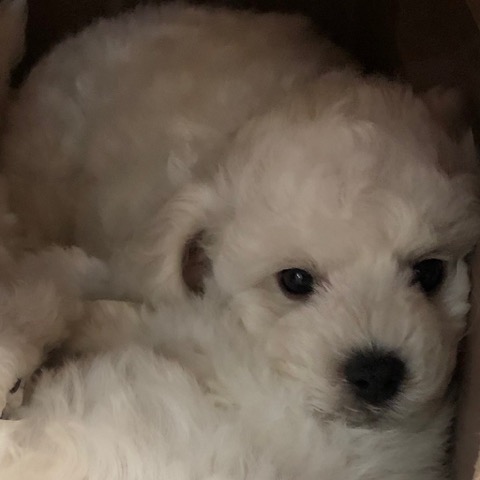 ¥Ó¥·¥ç¥ó¥Õ¥ê¡¼¥¼ ¤³¤¤¤Ì¾ðÊó »Ò¸¤¾ðÊó ²È²Êç½¸Ãæ bichonfrisepuppy ¸¤¤Î¼Ò²ñ²½ ¥Õ¥ó¥È¥Ò¥å¥Ã¥Æ bichonfrise #¥Ó¥·¥ç¥ó¥Õ¥ê¡¼¥¼ #¤³¤¤¤Ì¾ðÊó #»Ò¸¤¾ðÊó #²È²Êç½¸Ãæ #bichonfrisepuppy #¸¤¤Î¼Ò²ñ²½ #¥Õ¥ó¥È¥Ò¥å¥Ã¥Æ #bichonfrise _ 43.jpg