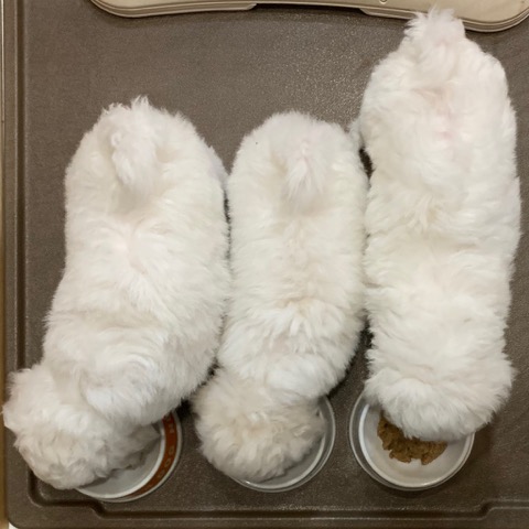 ¥Ó¥·¥ç¥ó¥Õ¥ê¡¼¥¼ ¤³¤¤¤Ì¾ðÊó »Ò¸¤¾ðÊó ²È²Êç½¸Ãæ bichonfrisepuppy ¸¤¤Î¼Ò²ñ²½ ¥Õ¥ó¥È¥Ò¥å¥Ã¥Æ bichonfrise #¥Ó¥·¥ç¥ó¥Õ¥ê¡¼¥¼ #¤³¤¤¤Ì¾ðÊó #»Ò¸¤¾ðÊó #²È²Êç½¸Ãæ #bichonfrisepuppy #¸¤¤Î¼Ò²ñ²½ #¥Õ¥ó¥È¥Ò¥å¥Ã¥Æ #bichonfrise _ 44.jpg