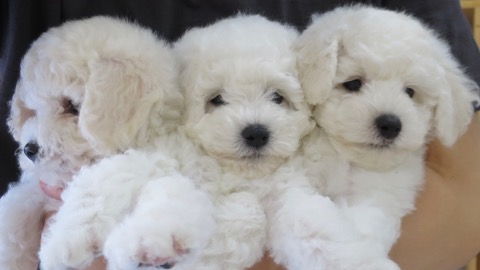 ӥե꡼ ̾ Ҹ ²罸 bichonfrisepuppy μҲ եȥҥå bichonfrise #ӥե꡼ #̾ #Ҹ #²罸 #bichonfrisepuppy #μҲ #եȥҥå #bichonfrise _ 45.jpg