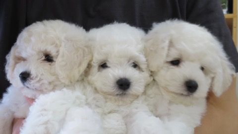 ӥե꡼ ̾ Ҹ ²罸 bichonfrisepuppy μҲ եȥҥå bichonfrise #ӥե꡼ #̾ #Ҹ #²罸 #bichonfrisepuppy #μҲ #եȥҥå #bichonfrise _ 46.jpg