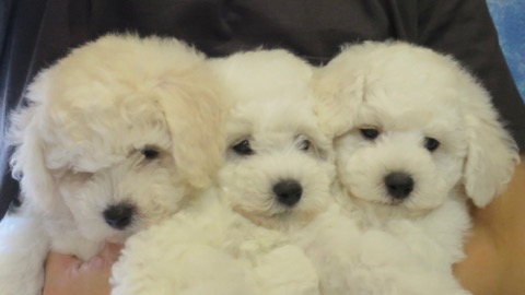 ӥե꡼ ̾ Ҹ ²罸 bichonfrisepuppy μҲ եȥҥå bichonfrise #ӥե꡼ #̾ #Ҹ #²罸 #bichonfrisepuppy #μҲ #եȥҥå #bichonfrise _ 47.jpg