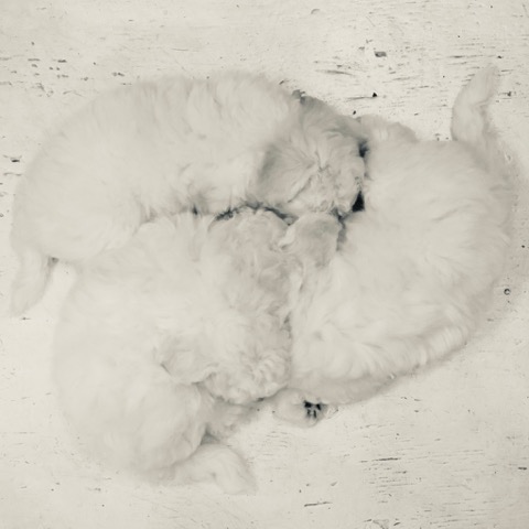 ¥Ó¥·¥ç¥ó¥Õ¥ê¡¼¥¼ ¤³¤¤¤Ì¾ðÊó »Ò¸¤¾ðÊó ²È²Êç½¸Ãæ bichonfrisepuppy ¸¤¤Î¼Ò²ñ²½ ¥Õ¥ó¥È¥Ò¥å¥Ã¥Æ bichonfrise #¥Ó¥·¥ç¥ó¥Õ¥ê¡¼¥¼ #¤³¤¤¤Ì¾ðÊó #»Ò¸¤¾ðÊó #²È²Êç½¸Ãæ #bichonfrisepuppy #¸¤¤Î¼Ò²ñ²½ #¥Õ¥ó¥È¥Ò¥å¥Ã¥Æ #bichonfrise _ 48.jpg