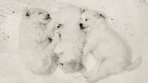 ¥Ó¥·¥ç¥ó¥Õ¥ê¡¼¥¼ ¤³¤¤¤Ì¾ðÊó »Ò¸¤¾ðÊó ²È²Êç½¸Ãæ bichonfrisepuppy ¸¤¤Î¼Ò²ñ²½ ¥Õ¥ó¥È¥Ò¥å¥Ã¥Æ bichonfrise #¥Ó¥·¥ç¥ó¥Õ¥ê¡¼¥¼ #¤³¤¤¤Ì¾ðÊó #»Ò¸¤¾ðÊó #²È²Êç½¸Ãæ #bichonfrisepuppy #¸¤¤Î¼Ò²ñ²½ #¥Õ¥ó¥È¥Ò¥å¥Ã¥Æ #bichonfrise _ 49.jpg