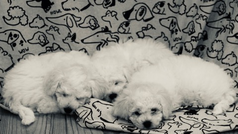 ӥե꡼ ̾ Ҹ ²罸 bichonfrisepuppy μҲ եȥҥå bichonfrise #ӥե꡼ #̾ #Ҹ #²罸 #bichonfrisepuppy #μҲ #եȥҥå #bichonfrise _ 50.jpg