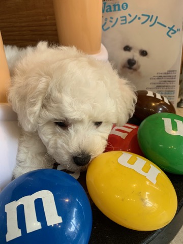 ӥե꡼ ̾ Ҹ ²罸 bichonfrisepuppy μҲ եȥҥå bichonfrise #ӥե꡼ #̾ #Ҹ #²罸 #bichonfrisepuppy #μҲ #եȥҥå #bichonfrise _ 51.jpg