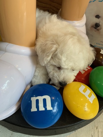 ¥Ó¥·¥ç¥ó¥Õ¥ê¡¼¥¼ ¤³¤¤¤Ì¾ðÊó »Ò¸¤¾ðÊó ²È²Êç½¸Ãæ bichonfrisepuppy ¸¤¤Î¼Ò²ñ²½ ¥Õ¥ó¥È¥Ò¥å¥Ã¥Æ bichonfrise #¥Ó¥·¥ç¥ó¥Õ¥ê¡¼¥¼ #¤³¤¤¤Ì¾ðÊó #»Ò¸¤¾ðÊó #²È²Êç½¸Ãæ #bichonfrisepuppy #¸¤¤Î¼Ò²ñ²½ #¥Õ¥ó¥È¥Ò¥å¥Ã¥Æ #bichonfrise _ 52.jpg