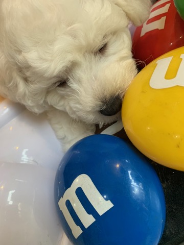 ӥե꡼ ̾ Ҹ ²罸 bichonfrisepuppy μҲ եȥҥå bichonfrise #ӥե꡼ #̾ #Ҹ #²罸 #bichonfrisepuppy #μҲ #եȥҥå #bichonfrise _ 53.jpg