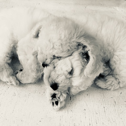 ¥Ó¥·¥ç¥ó¥Õ¥ê¡¼¥¼ ¤³¤¤¤Ì¾ðÊó »Ò¸¤¾ðÊó ²È²Êç½¸Ãæ bichonfrisepuppy ¸¤¤Î¼Ò²ñ²½ ¥Õ¥ó¥È¥Ò¥å¥Ã¥Æ bichonfrise #¥Ó¥·¥ç¥ó¥Õ¥ê¡¼¥¼ #¤³¤¤¤Ì¾ðÊó #»Ò¸¤¾ðÊó #²È²Êç½¸Ãæ #bichonfrisepuppy #¸¤¤Î¼Ò²ñ²½ #¥Õ¥ó¥È¥Ò¥å¥Ã¥Æ #bichonfrise _ 54.jpg