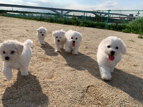 ӥե꡼ ̾ Ҹ ²罸 bichonfrisepuppy μҲ եȥҥå bichonfrise #ӥե꡼ #̾ #Ҹ #²罸 #bichonfrisepuppy #μҲ #եȥҥå #bichonfrise _ 55.jpg