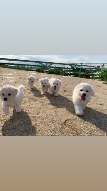 ӥե꡼ ̾ Ҹ ²罸 bichonfrisepuppy μҲ եȥҥå bichonfrise #ӥե꡼ #̾ #Ҹ #²罸 #bichonfrisepuppy #μҲ #եȥҥå #bichonfrise _ 56.jpg