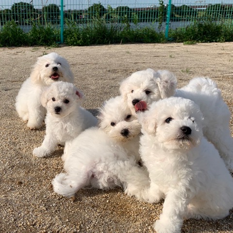 ӥե꡼ ̾ Ҹ ²罸 bichonfrisepuppy μҲ եȥҥå bichonfrise #ӥե꡼ #̾ #Ҹ #²罸 #bichonfrisepuppy #μҲ #եȥҥå #bichonfrise _ 57.jpg