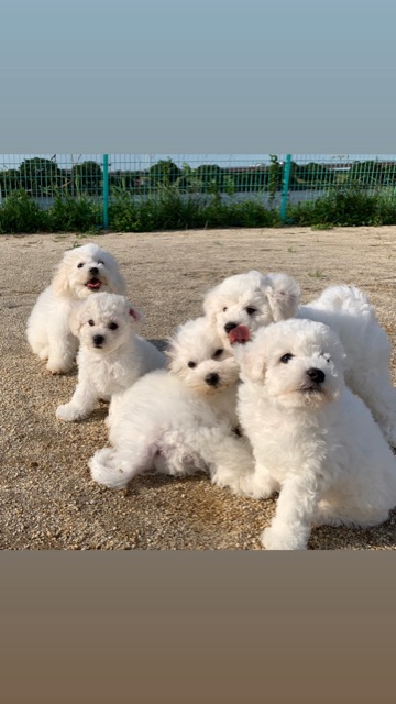 ӥե꡼ ̾ Ҹ ²罸 bichonfrisepuppy μҲ եȥҥå bichonfrise #ӥե꡼ #̾ #Ҹ #²罸 #bichonfrisepuppy #μҲ #եȥҥå #bichonfrise _ 58.jpg