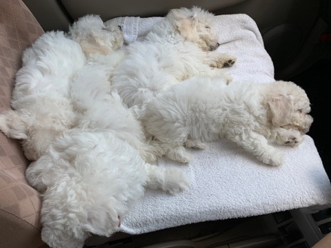 ӥե꡼ ̾ Ҹ ²罸 bichonfrisepuppy μҲ եȥҥå bichonfrise #ӥե꡼ #̾ #Ҹ #²罸 #bichonfrisepuppy #μҲ #եȥҥå #bichonfrise _ 59.jpg