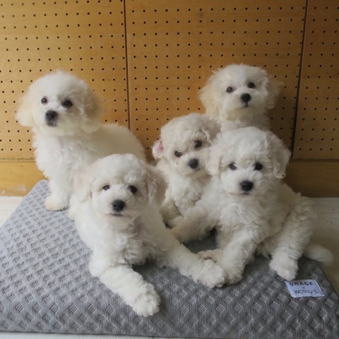 ¥Ó¥·¥ç¥ó¥Õ¥ê¡¼¥¼ ¤³¤¤¤Ì¾ðÊó »Ò¸¤¾ðÊó ²È²Êç½¸Ãæ bichonfrisepuppy ¸¤¤Î¼Ò²ñ²½ ¥Õ¥ó¥È¥Ò¥å¥Ã¥Æ bichonfrise #¥Ó¥·¥ç¥ó¥Õ¥ê¡¼¥¼ #¤³¤¤¤Ì¾ðÊó #»Ò¸¤¾ðÊó #²È²Êç½¸Ãæ #bichonfrisepuppy #¸¤¤Î¼Ò²ñ²½ #¥Õ¥ó¥È¥Ò¥å¥Ã¥Æ #bichonfrise _ 60.jpg