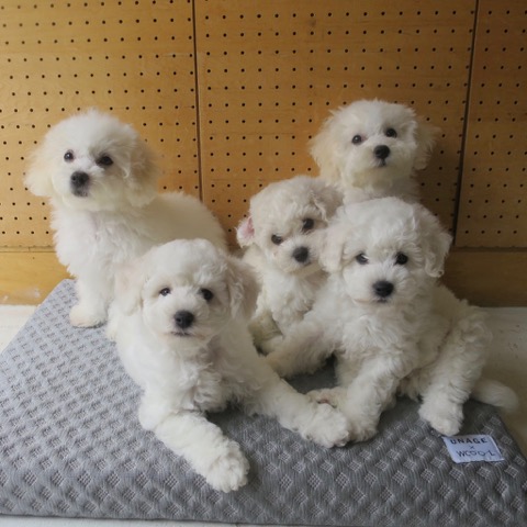 ӥե꡼ ̾ Ҹ ²罸 bichonfrisepuppy μҲ եȥҥå bichonfrise #ӥե꡼ #̾ #Ҹ #²罸 #bichonfrisepuppy #μҲ #եȥҥå #bichonfrise _ 60.jpg