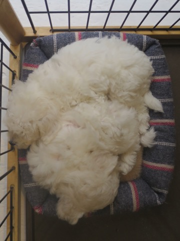 ¥Ó¥·¥ç¥ó¥Õ¥ê¡¼¥¼ ¤³¤¤¤Ì¾ðÊó »Ò¸¤¾ðÊó ²È²Êç½¸Ãæ bichonfrisepuppy ¸¤¤Î¼Ò²ñ²½ ¥Õ¥ó¥È¥Ò¥å¥Ã¥Æ bichonfrise #¥Ó¥·¥ç¥ó¥Õ¥ê¡¼¥¼ #¤³¤¤¤Ì¾ðÊó #»Ò¸¤¾ðÊó #²È²Êç½¸Ãæ #bichonfrisepuppy #¸¤¤Î¼Ò²ñ²½ #¥Õ¥ó¥È¥Ò¥å¥Ã¥Æ #bichonfrise _ 64.jpg