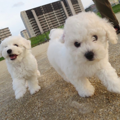 ӥե꡼ ̾ Ҹ ²罸 bichonfrisepuppy μҲ եȥҥå bichonfrise #ӥե꡼ #̾ #Ҹ #²罸 #bichonfrisepuppy #μҲ #եȥҥå #bichonfrise _ 66.jpg