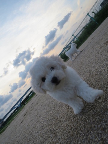 ¥Ó¥·¥ç¥ó¥Õ¥ê¡¼¥¼ ¤³¤¤¤Ì¾ðÊó »Ò¸¤¾ðÊó ²È²Êç½¸Ãæ bichonfrisepuppy ¸¤¤Î¼Ò²ñ²½ ¥Õ¥ó¥È¥Ò¥å¥Ã¥Æ bichonfrise #¥Ó¥·¥ç¥ó¥Õ¥ê¡¼¥¼ #¤³¤¤¤Ì¾ðÊó #»Ò¸¤¾ðÊó #²È²Êç½¸Ãæ #bichonfrisepuppy #¸¤¤Î¼Ò²ñ²½ #¥Õ¥ó¥È¥Ò¥å¥Ã¥Æ #bichonfrise _ 67.jpg