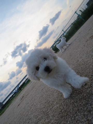 ӥե꡼ ̾ Ҹ ²罸 bichonfrisepuppy μҲ եȥҥå bichonfrise #ӥե꡼ #̾ #Ҹ #²罸 #bichonfrisepuppy #μҲ #եȥҥå #bichonfrise _ 67.jpg