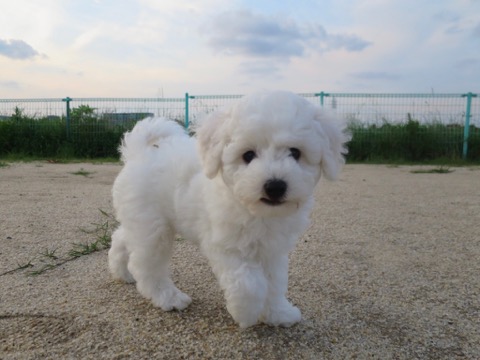 ӥե꡼ ̾ Ҹ ²罸 bichonfrisepuppy μҲ եȥҥå bichonfrise #ӥե꡼ #̾ #Ҹ #²罸 #bichonfrisepuppy #μҲ #եȥҥå #bichonfrise _ 68.jpg