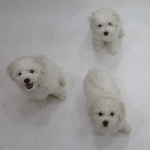 ¥Ó¥·¥ç¥ó¥Õ¥ê¡¼¥¼ ¤³¤¤¤Ì¾ðÊó »Ò¸¤¾ðÊó ²È²Êç½¸Ãæ bichonfrisepuppy ¸¤¤Î¼Ò²ñ²½ ¥Õ¥ó¥È¥Ò¥å¥Ã¥Æ bichonfrise #¥Ó¥·¥ç¥ó¥Õ¥ê¡¼¥¼ #¤³¤¤¤Ì¾ðÊó #»Ò¸¤¾ðÊó #²È²Êç½¸Ãæ #bichonfrisepuppy #¸¤¤Î¼Ò²ñ²½ #¥Õ¥ó¥È¥Ò¥å¥Ã¥Æ #bichonfrise _ 70.jpg