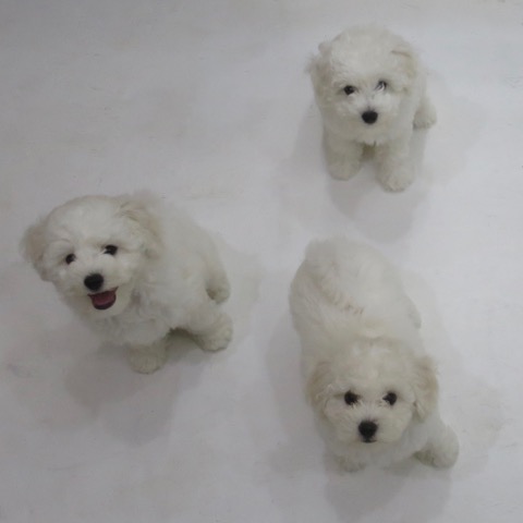 ӥե꡼ ̾ Ҹ ²罸 bichonfrisepuppy μҲ եȥҥå bichonfrise #ӥե꡼ #̾ #Ҹ #²罸 #bichonfrisepuppy #μҲ #եȥҥå #bichonfrise _ 70.jpg