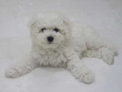 ӥե꡼ ̾ Ҹ ²罸 bichonfrisepuppy μҲ եȥҥå bichonfrise #ӥե꡼ #̾ #Ҹ #²罸 #bichonfrisepuppy #μҲ #եȥҥå #bichonfrise _ 71.jpg