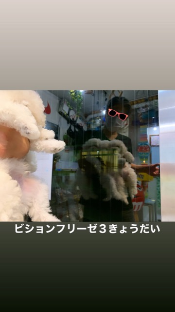 ¥Ó¥·¥ç¥ó¥Õ¥ê¡¼¥¼ ¤³¤¤¤Ì¾ðÊó »Ò¸¤¾ðÊó ²È²Êç½¸Ãæ bichonfrisepuppy ¸¤¤Î¼Ò²ñ²½ ¥Õ¥ó¥È¥Ò¥å¥Ã¥Æ bichonfrise #¥Ó¥·¥ç¥ó¥Õ¥ê¡¼¥¼ #¤³¤¤¤Ì¾ðÊó #»Ò¸¤¾ðÊó #²È²Êç½¸Ãæ #bichonfrisepuppy #¸¤¤Î¼Ò²ñ²½ #¥Õ¥ó¥È¥Ò¥å¥Ã¥Æ #bichonfrise _ 72.jpg
