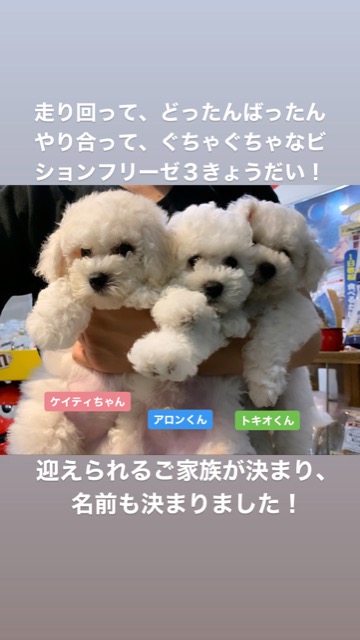 ¥Ó¥·¥ç¥ó¥Õ¥ê¡¼¥¼ ¤³¤¤¤Ì¾ðÊó »Ò¸¤¾ðÊó ²È²Êç½¸Ãæ bichonfrisepuppy ¸¤¤Î¼Ò²ñ²½ ¥Õ¥ó¥È¥Ò¥å¥Ã¥Æ bichonfrise #¥Ó¥·¥ç¥ó¥Õ¥ê¡¼¥¼ #¤³¤¤¤Ì¾ðÊó #»Ò¸¤¾ðÊó #²È²Êç½¸Ãæ #bichonfrisepuppy #¸¤¤Î¼Ò²ñ²½ #¥Õ¥ó¥È¥Ò¥å¥Ã¥Æ #bichonfrise _ 73.jpg