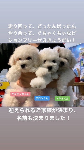 ӥե꡼ ̾ Ҹ ²罸 bichonfrisepuppy μҲ եȥҥå bichonfrise #ӥե꡼ #̾ #Ҹ #²罸 #bichonfrisepuppy #μҲ #եȥҥå #bichonfrise _ 73.jpg