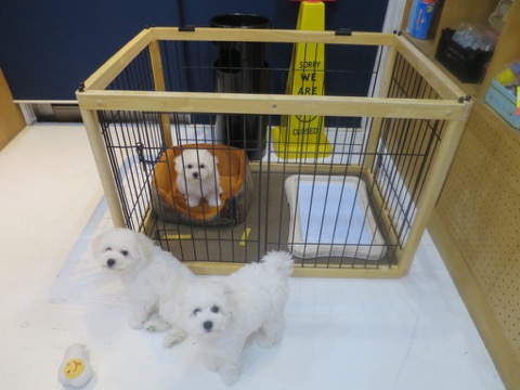 ¥Ó¥·¥ç¥ó¥Õ¥ê¡¼¥¼ ¤³¤¤¤Ì¾ðÊó »Ò¸¤¾ðÊó ²È²Êç½¸Ãæ bichonfrisepuppy ¸¤¤Î¼Ò²ñ²½ ¥Õ¥ó¥È¥Ò¥å¥Ã¥Æ bichonfrise #¥Ó¥·¥ç¥ó¥Õ¥ê¡¼¥¼ #¤³¤¤¤Ì¾ðÊó #»Ò¸¤¾ðÊó #²È²Êç½¸Ãæ #bichonfrisepuppy #¸¤¤Î¼Ò²ñ²½ #¥Õ¥ó¥È¥Ò¥å¥Ã¥Æ #bichonfrise _ 74.jpg