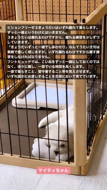 ¥Ó¥·¥ç¥ó¥Õ¥ê¡¼¥¼ ¤³¤¤¤Ì¾ðÊó »Ò¸¤¾ðÊó ²È²Êç½¸Ãæ bichonfrisepuppy ¸¤¤Î¼Ò²ñ²½ ¥Õ¥ó¥È¥Ò¥å¥Ã¥Æ bichonfrise #¥Ó¥·¥ç¥ó¥Õ¥ê¡¼¥¼ #¤³¤¤¤Ì¾ðÊó #»Ò¸¤¾ðÊó #²È²Êç½¸Ãæ #bichonfrisepuppy #¸¤¤Î¼Ò²ñ²½ #¥Õ¥ó¥È¥Ò¥å¥Ã¥Æ #bichonfrise _ 75.jpg