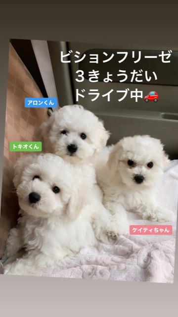 ӥե꡼ ̾ Ҹ ²罸 bichonfrisepuppy μҲ եȥҥå bichonfrise #ӥե꡼ #̾ #Ҹ #²罸 #bichonfrisepuppy #μҲ #եȥҥå #bichonfrise _ 76.jpg