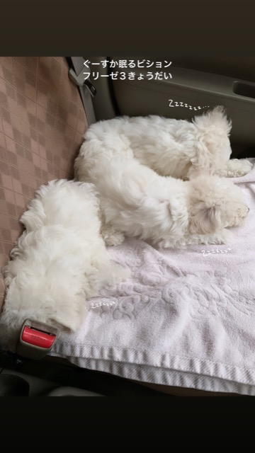 ӥե꡼ ̾ Ҹ ²罸 bichonfrisepuppy μҲ եȥҥå bichonfrise #ӥե꡼ #̾ #Ҹ #²罸 #bichonfrisepuppy #μҲ #եȥҥå #bichonfrise _ 77.jpg