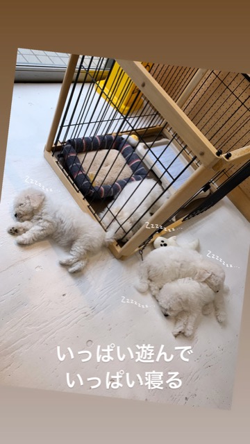 ӥե꡼ ̾ Ҹ ²罸 bichonfrisepuppy μҲ եȥҥå bichonfrise #ӥե꡼ #̾ #Ҹ #²罸 #bichonfrisepuppy #μҲ #եȥҥå #bichonfrise _ 78.jpg