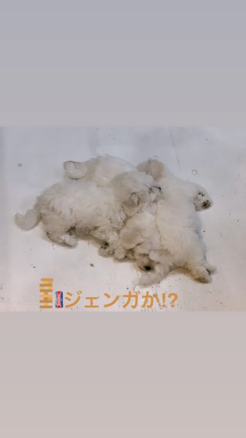 ¥Ó¥·¥ç¥ó¥Õ¥ê¡¼¥¼ ¤³¤¤¤Ì¾ðÊó »Ò¸¤¾ðÊó ²È²Êç½¸Ãæ bichonfrisepuppy ¸¤¤Î¼Ò²ñ²½ ¥Õ¥ó¥È¥Ò¥å¥Ã¥Æ bichonfrise #¥Ó¥·¥ç¥ó¥Õ¥ê¡¼¥¼ #¤³¤¤¤Ì¾ðÊó #»Ò¸¤¾ðÊó #²È²Êç½¸Ãæ #bichonfrisepuppy #¸¤¤Î¼Ò²ñ²½ #¥Õ¥ó¥È¥Ò¥å¥Ã¥Æ #bichonfrise _ 79.jpg
