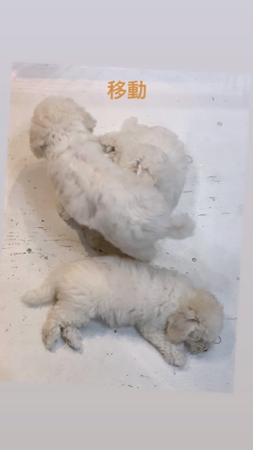 ӥե꡼ ̾ Ҹ ²罸 bichonfrisepuppy μҲ եȥҥå bichonfrise #ӥե꡼ #̾ #Ҹ #²罸 #bichonfrisepuppy #μҲ #եȥҥå #bichonfrise _ 80.jpg