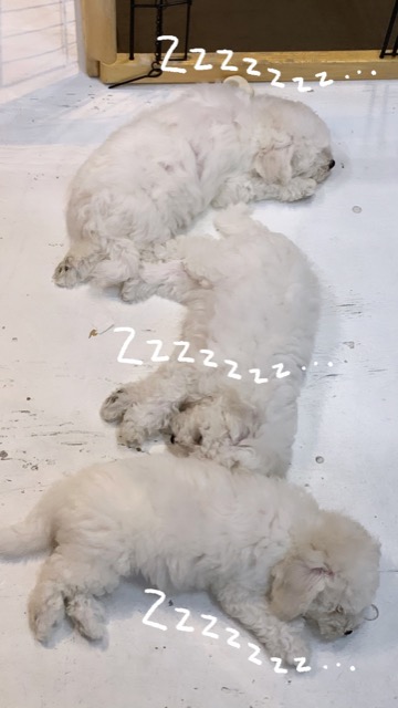 ӥե꡼ ̾ Ҹ ²罸 bichonfrisepuppy μҲ եȥҥå bichonfrise #ӥե꡼ #̾ #Ҹ #²罸 #bichonfrisepuppy #μҲ #եȥҥå #bichonfrise _ 81.jpg