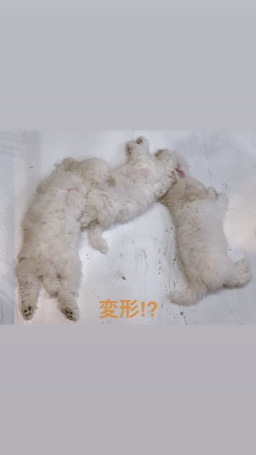 ӥե꡼ ̾ Ҹ ²罸 bichonfrisepuppy μҲ եȥҥå bichonfrise #ӥե꡼ #̾ #Ҹ #²罸 #bichonfrisepuppy #μҲ #եȥҥå #bichonfrise _ 82.jpg