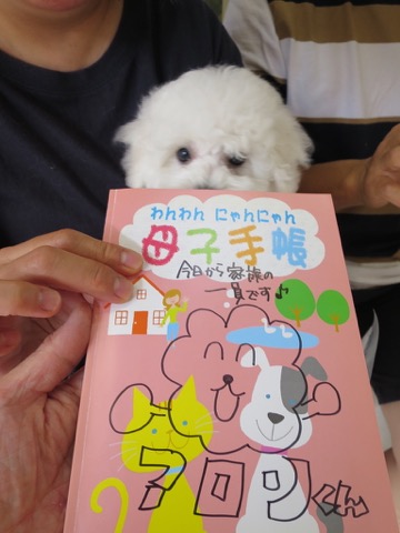 ¥Ó¥·¥ç¥ó¥Õ¥ê¡¼¥¼ ¤³¤¤¤Ì¾ðÊó »Ò¸¤¾ðÊó ²È²Êç½¸Ãæ bichonfrisepuppy ¸¤¤Î¼Ò²ñ²½ ¥Õ¥ó¥È¥Ò¥å¥Ã¥Æ bichonfrise #¥Ó¥·¥ç¥ó¥Õ¥ê¡¼¥¼ #¤³¤¤¤Ì¾ðÊó #»Ò¸¤¾ðÊó #²È²Êç½¸Ãæ #bichonfrisepuppy #¸¤¤Î¼Ò²ñ²½ #¥Õ¥ó¥È¥Ò¥å¥Ã¥Æ #bichonfrise _ 83.jpg