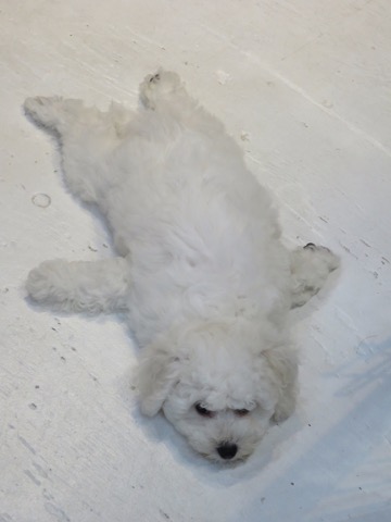 ¥Ó¥·¥ç¥ó¥Õ¥ê¡¼¥¼ ¤³¤¤¤Ì¾ðÊó »Ò¸¤¾ðÊó ²È²Êç½¸Ãæ bichonfrisepuppy ¸¤¤Î¼Ò²ñ²½ ¥Õ¥ó¥È¥Ò¥å¥Ã¥Æ bichonfrise #¥Ó¥·¥ç¥ó¥Õ¥ê¡¼¥¼ #¤³¤¤¤Ì¾ðÊó #»Ò¸¤¾ðÊó #²È²Êç½¸Ãæ #bichonfrisepuppy #¸¤¤Î¼Ò²ñ²½ #¥Õ¥ó¥È¥Ò¥å¥Ã¥Æ #bichonfrise _ 84.jpg